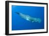 Sperm Whale (Physeter Macrocephalus) Pico, Azores, Portugal, June 2009-Lundgren-Framed Photographic Print