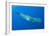 Sperm Whale (Physeter Macrocephalus) Pico, Azores, Portugal, June 2009-Lundgren-Framed Photographic Print