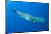 Sperm Whale (Physeter Macrocephalus) Pico, Azores, Portugal, June 2009-Lundgren-Mounted Photographic Print