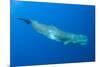 Sperm Whale (Physeter Macrocephalus) Pico, Azores, Portugal, June 2009-Lundgren-Mounted Photographic Print