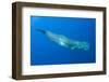 Sperm Whale (Physeter Macrocephalus) Pico, Azores, Portugal, June 2009-Lundgren-Framed Photographic Print