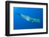 Sperm Whale (Physeter Macrocephalus) Pico, Azores, Portugal, June 2009-Lundgren-Framed Photographic Print