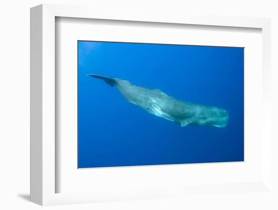 Sperm Whale (Physeter Macrocephalus) Pico, Azores, Portugal, June 2009-Lundgren-Framed Photographic Print