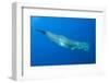 Sperm Whale (Physeter Macrocephalus) Pico, Azores, Portugal, June 2009-Lundgren-Framed Photographic Print