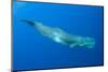 Sperm Whale (Physeter Macrocephalus) Pico, Azores, Portugal, June 2009-Lundgren-Mounted Photographic Print