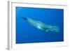 Sperm Whale (Physeter Macrocephalus) Pico, Azores, Portugal, June 2009-Lundgren-Framed Photographic Print