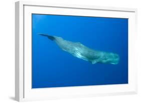 Sperm Whale (Physeter Macrocephalus) Pico, Azores, Portugal, June 2009-Lundgren-Framed Photographic Print