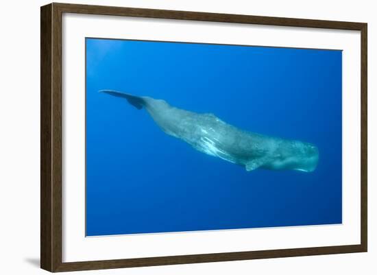 Sperm Whale (Physeter Macrocephalus) Pico, Azores, Portugal, June 2009-Lundgren-Framed Photographic Print