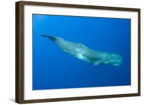 Sperm Whale (Physeter Macrocephalus) Pico, Azores, Portugal, June 2009-Lundgren-Framed Photographic Print