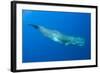 Sperm Whale (Physeter Macrocephalus) Pico, Azores, Portugal, June 2009-Lundgren-Framed Photographic Print