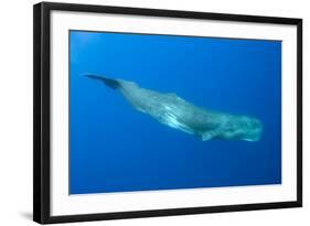 Sperm Whale (Physeter Macrocephalus) Pico, Azores, Portugal, June 2009-Lundgren-Framed Photographic Print