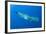 Sperm Whale (Physeter Macrocephalus) Pico, Azores, Portugal, June 2009-Lundgren-Framed Photographic Print