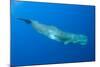 Sperm Whale (Physeter Macrocephalus) Pico, Azores, Portugal, June 2009-Lundgren-Mounted Photographic Print