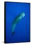 Sperm Whale (Physeter Macrocephalus)-Reinhard Dirscherl-Framed Stretched Canvas