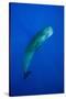 Sperm Whale (Physeter Macrocephalus)-Reinhard Dirscherl-Stretched Canvas