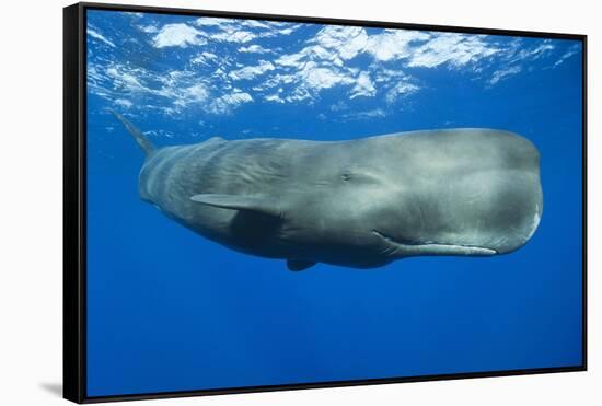 Sperm Whale (Physeter Macrocephalus)-Reinhard Dirscherl-Framed Stretched Canvas