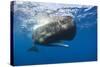 Sperm Whale (Physeter Macrocephalus)-Reinhard Dirscherl-Stretched Canvas