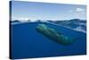 Sperm Whale (Physeter Macrocephalus)-Reinhard Dirscherl-Stretched Canvas