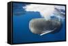 Sperm Whale (Physeter Macrocephalus)-Reinhard Dirscherl-Framed Stretched Canvas