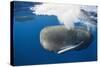 Sperm Whale (Physeter Macrocephalus)-Reinhard Dirscherl-Stretched Canvas