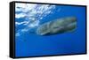 Sperm Whale (Physeter Macrocephalus)-Reinhard Dirscherl-Framed Stretched Canvas