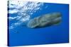 Sperm Whale (Physeter Macrocephalus)-Reinhard Dirscherl-Stretched Canvas