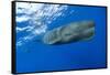 Sperm Whale (Physeter Macrocephalus)-Reinhard Dirscherl-Framed Stretched Canvas