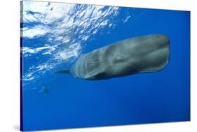 Sperm Whale (Physeter Macrocephalus)-Reinhard Dirscherl-Stretched Canvas