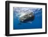 Sperm Whale (Physeter Macrocephalus)-Reinhard Dirscherl-Framed Photographic Print