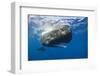 Sperm Whale (Physeter Macrocephalus)-Reinhard Dirscherl-Framed Photographic Print