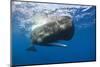 Sperm Whale (Physeter Macrocephalus)-Reinhard Dirscherl-Mounted Photographic Print