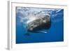 Sperm Whale (Physeter Macrocephalus)-Reinhard Dirscherl-Framed Photographic Print