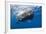 Sperm Whale (Physeter Macrocephalus)-Reinhard Dirscherl-Framed Photographic Print