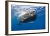 Sperm Whale (Physeter Macrocephalus)-Reinhard Dirscherl-Framed Photographic Print