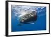 Sperm Whale (Physeter Macrocephalus)-Reinhard Dirscherl-Framed Photographic Print