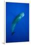 Sperm Whale (Physeter Macrocephalus)-Reinhard Dirscherl-Framed Photographic Print