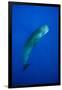 Sperm Whale (Physeter Macrocephalus)-Reinhard Dirscherl-Framed Photographic Print