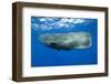 Sperm Whale (Physeter Macrocephalus)-Reinhard Dirscherl-Framed Photographic Print