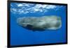 Sperm Whale (Physeter Macrocephalus)-Reinhard Dirscherl-Framed Photographic Print