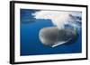 Sperm Whale (Physeter Macrocephalus)-Reinhard Dirscherl-Framed Photographic Print