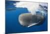 Sperm Whale (Physeter Macrocephalus)-Reinhard Dirscherl-Mounted Photographic Print