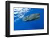 Sperm Whale (Physeter Macrocephalus)-Reinhard Dirscherl-Framed Photographic Print