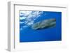 Sperm Whale (Physeter Macrocephalus)-Reinhard Dirscherl-Framed Photographic Print