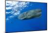 Sperm Whale (Physeter Macrocephalus)-Reinhard Dirscherl-Mounted Photographic Print