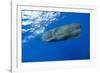 Sperm Whale (Physeter Macrocephalus)-Reinhard Dirscherl-Framed Photographic Print