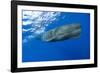 Sperm Whale (Physeter Macrocephalus)-Reinhard Dirscherl-Framed Photographic Print