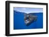 Sperm Whale (Physeter Macrocephalus)-Reinhard Dirscherl-Framed Photographic Print