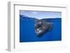 Sperm Whale (Physeter Macrocephalus)-Reinhard Dirscherl-Framed Photographic Print