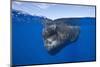 Sperm Whale (Physeter Macrocephalus)-Reinhard Dirscherl-Mounted Photographic Print