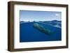 Sperm Whale (Physeter Macrocephalus)-Reinhard Dirscherl-Framed Photographic Print